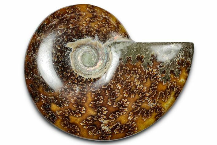 Polished Ammonite (Cleoniceras) Fossil - Madagascar #344285